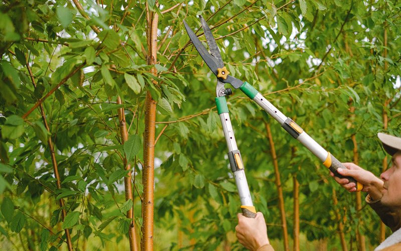 Tree trimming in Warwick, NY